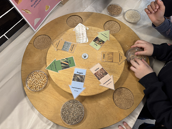 Abbildungen und Exponate verschiedener Getreidesorten