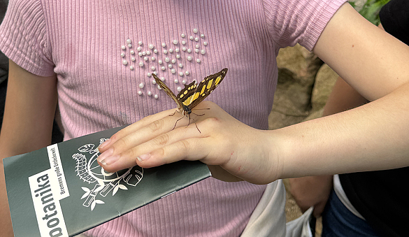 Ein Schmetterling im Schmetterlingshaus