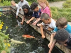Koi-Fütterung zum Abschluss des Ausflugs