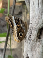 Fauna und Flora