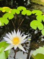Fauna und Flora