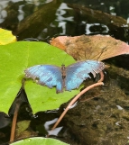 Fauna und Flora