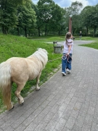 Wir führen die Ponys aus