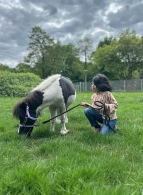 Wir kümmern uns um die Ponys