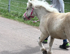 Kinder führen ein Pony aus