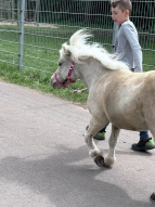 Kinder führen ein Pony aus