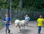 Kinder führen ein Pony aus