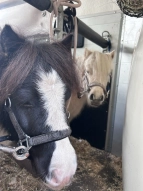 Die Ponys
