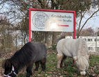 Die Ponys vor dem Schulgelände