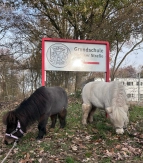 Die Ponys vor dem Schulgelände