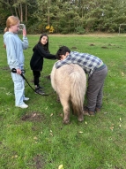 Wir pflegen die Ponys