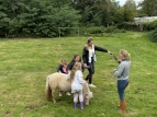 Ponys